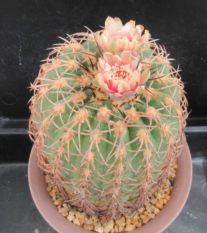 Gymnocalycium spegazzinii v loricatum