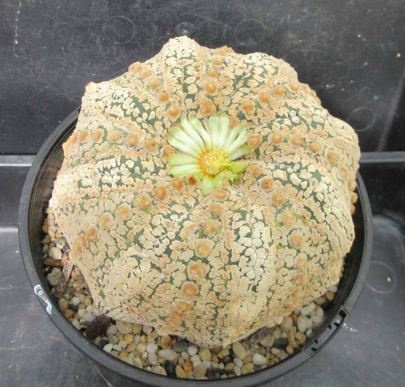 Astrophytum asterias cv super kabuto