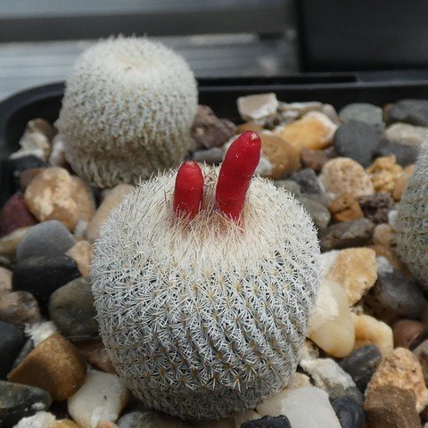 Epithelantha micromeris (fruit) 01 23010101.JPG