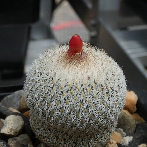 Epithelantha micromeris (fruit) 02 23010101.JPG