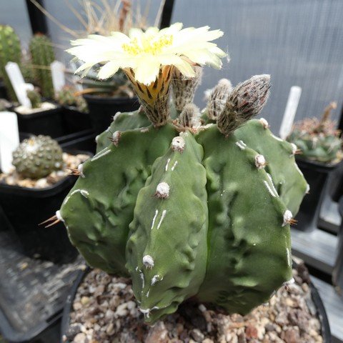 Astrophytum myriostigma cv Fukuryu Banjaku nudum 02 23010201.JPG