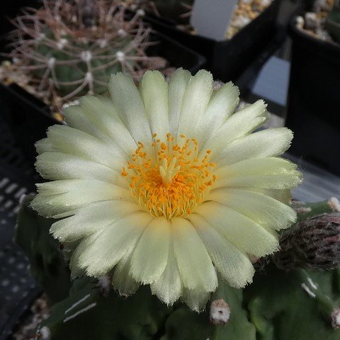 Astrophytum myriostigma cv Fukuryu Banjaku nudum 02 23010202.JPG