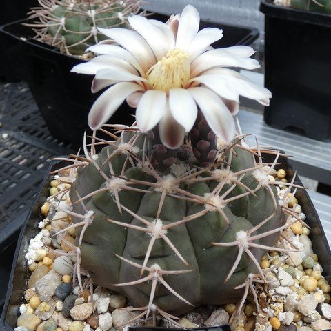 Gymnocalycium hossei var nidulans 01 23010301.JPG