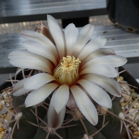 Gymnocalycium hossei var nidulans 01 23010302.JPG