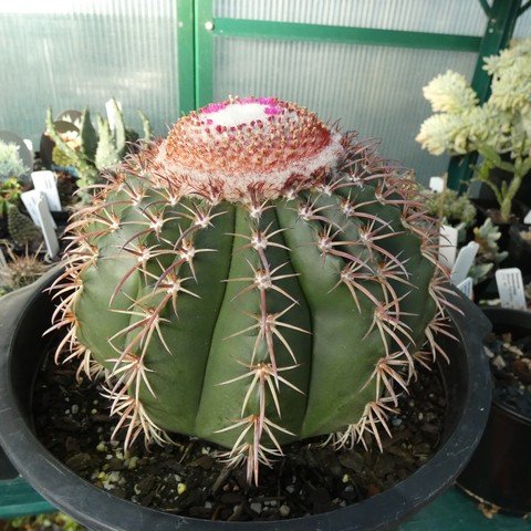 Melocactus conoideus 01 23010301.JPG