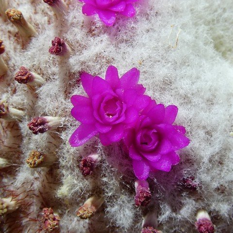 Melocactus conoideus 01 23010302.JPG