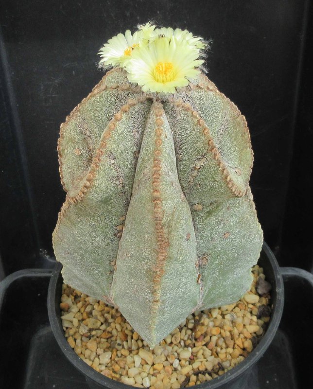 A. myriostigma