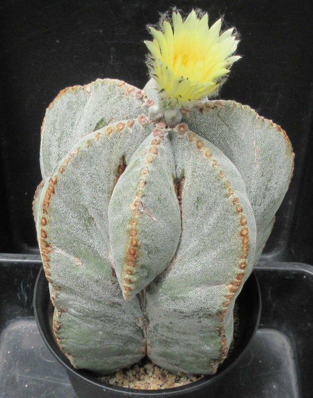 A. myriostigma