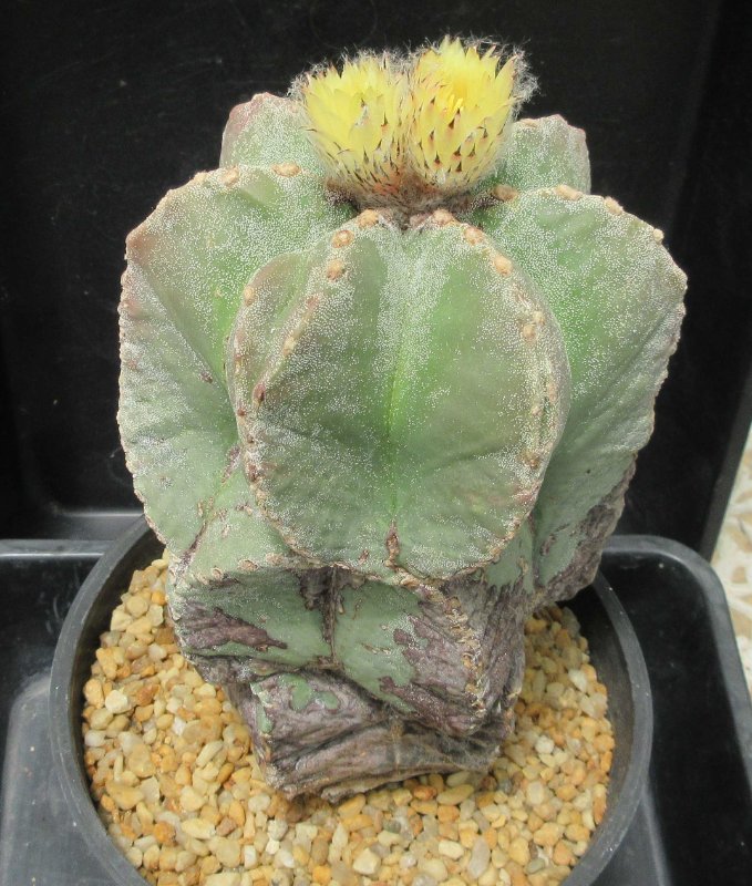 A. myriostigma