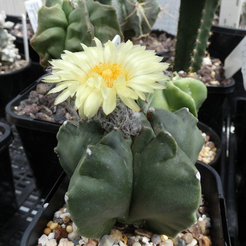 Astrophytum myriostigma var nudum 01 23010301.JPG