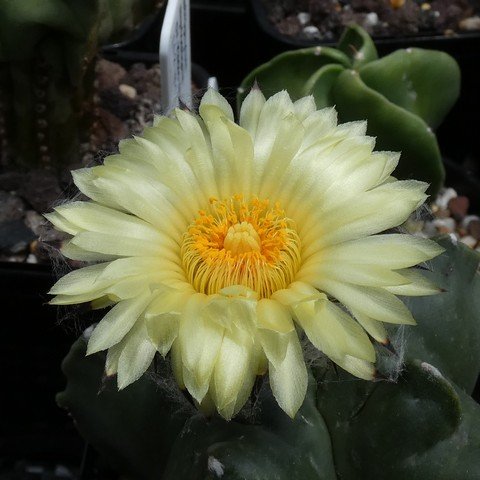 Astrophytum myriostigma var nudum 01 23010302.JPG