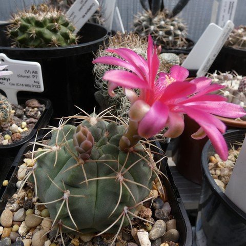 Gymnocalycium baldianum 01 23010201.JPG