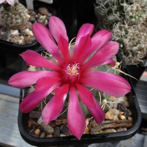 Gymnocalycium baldianum 01 23010202.JPG