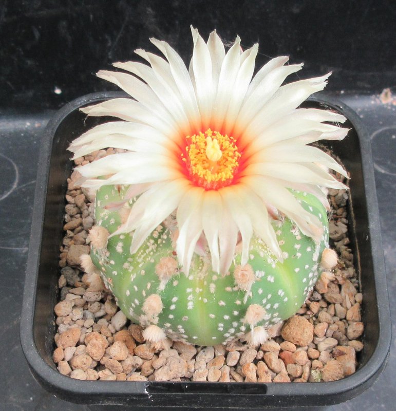 A. hybrid, capricorne x red flowering asterias