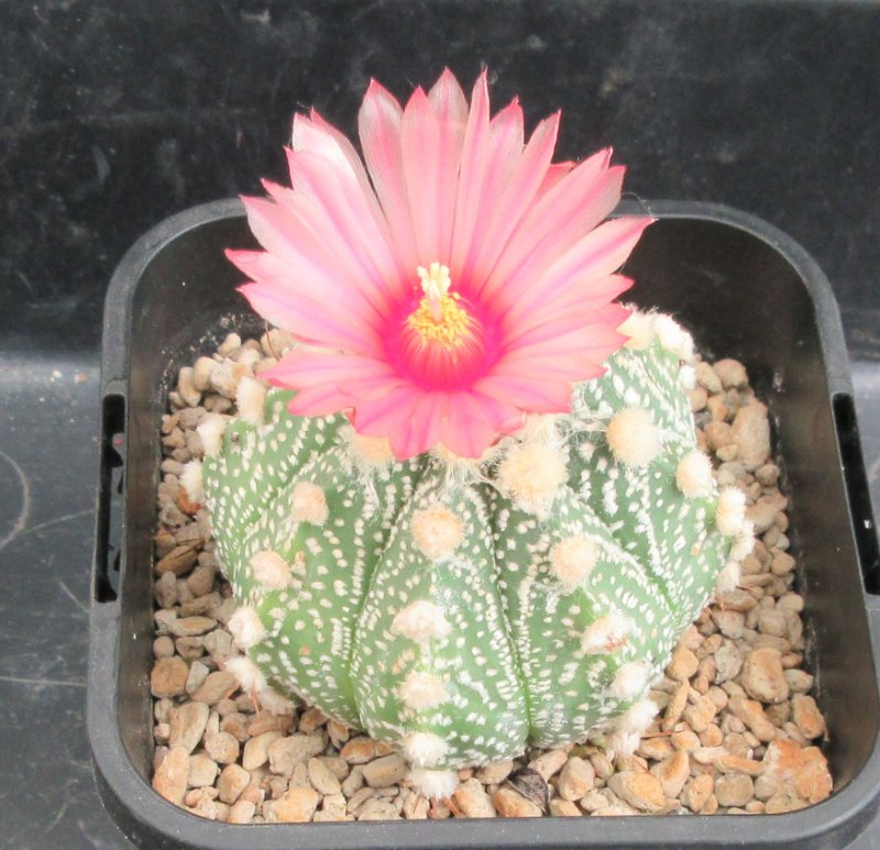 A. hybrid, capricorne x red flowering asterias