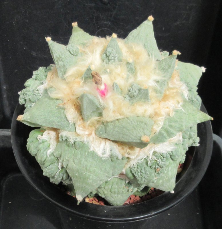 Ariocarpus retusus cv Suguri cauliflower