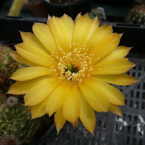 Lobivia arachnacantha hybrid 01 23010202.JPG