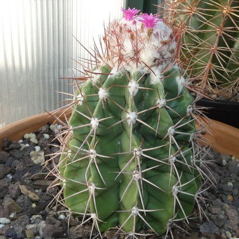 Melocactus sp 01 23010301.JPG