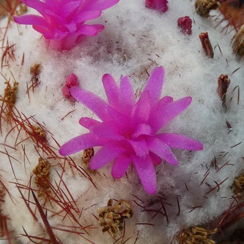 Melocactus sp 01 23010302.JPG