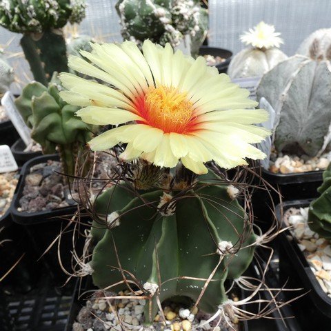 Astrophytum capricorne var minor 01 23010501.JPG