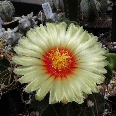 Astrophytum capricorne var minor 01 23010502.JPG