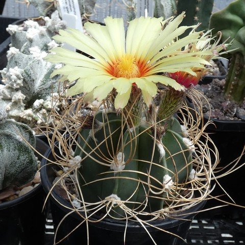 Astrophytum capricorne var niveum 01 23010501.JPG