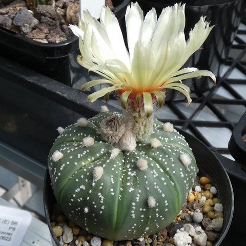 Astrophytum hybrid SK-CAP 01 23010401.JPG