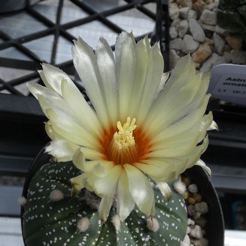 Astrophytum hybrid SK-CAP 01 23010402.JPG