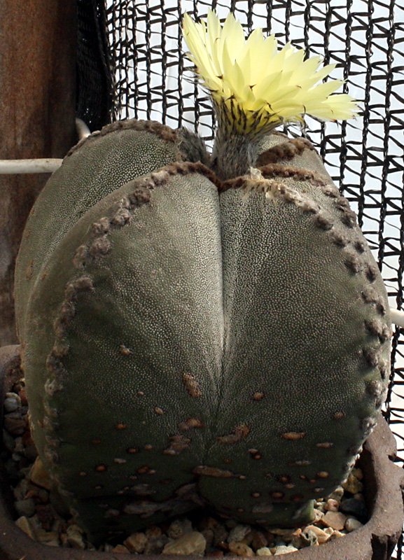 Astrophytum_myriostigma10172021_01.JPG