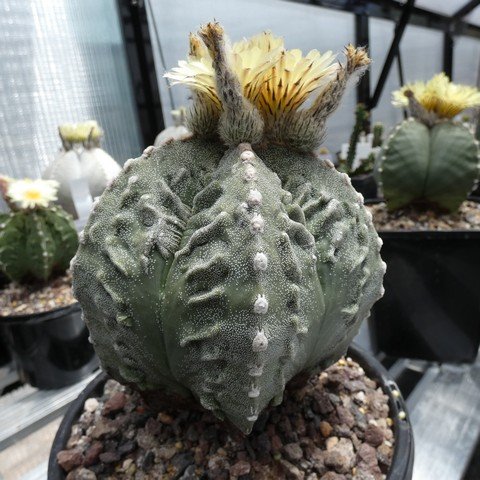 Astrophytum myriostigma cv Fukuryu 06 23010501.JPG