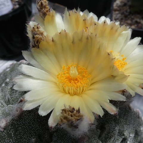 Astrophytum myriostigma cv Fukuryu 06 23010502.JPG