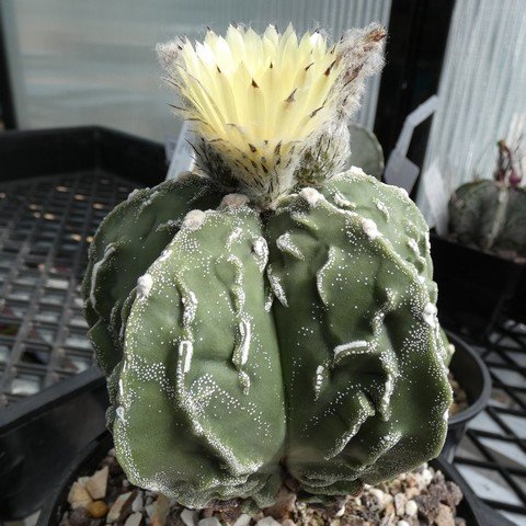 Astrophytum myriostigma cv Fukuryu Hajuko 02 23010401.JPG