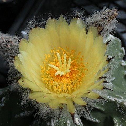 Astrophytum myriostigma cv Fukuryu Hajuko 02 23010402.JPG