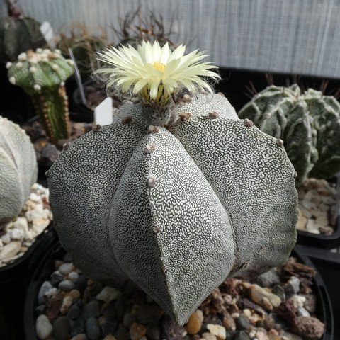 Astrophytum myriostigma cv Onzuka 05 23010401.JPG