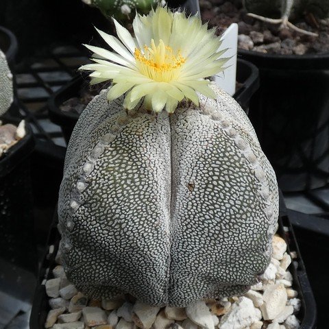 Astrophytum myriostigma cv Onzuka quadricostatum 04 23010401.JPG