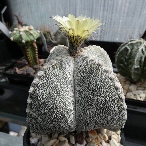 Astrophytum myriostigma cv Onzuka quadricostatum 06 23010401.JPG