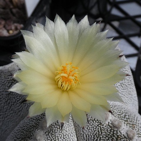 Astrophytum myriostigma cv Onzuka quadricostatum 06 23010402.JPG