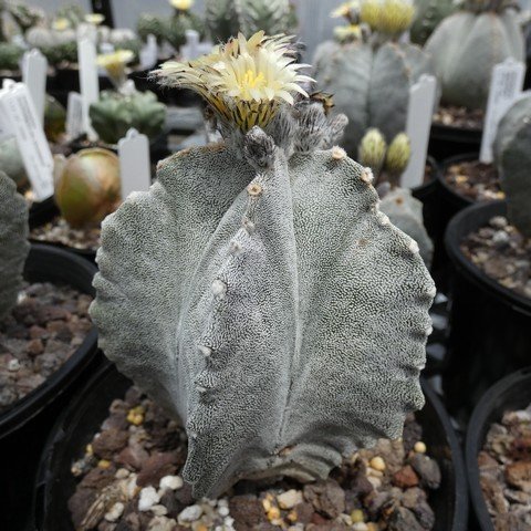 Astrophytum myriostigma var columnare 01 23010501.JPG