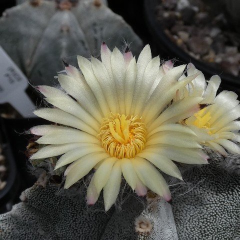 Astrophytum myriostigma var columnare 01 23010502.JPG