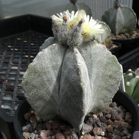 Astrophytum myriostigma var columnare 04 23010401.JPG