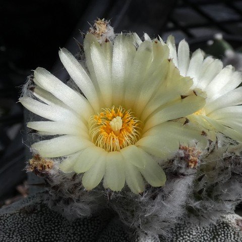 Astrophytum myriostigma var columnare 04 23010402.JPG