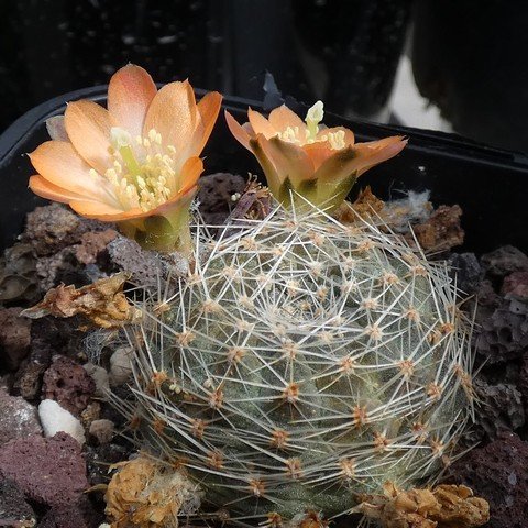 Rebutia pygmaea 01 23010501.JPG