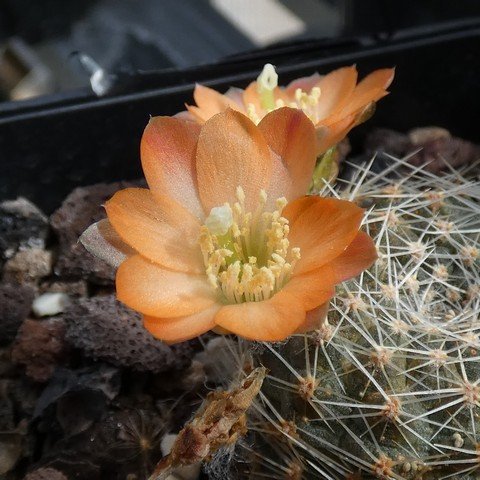 Rebutia pygmaea 01 23010502.JPG