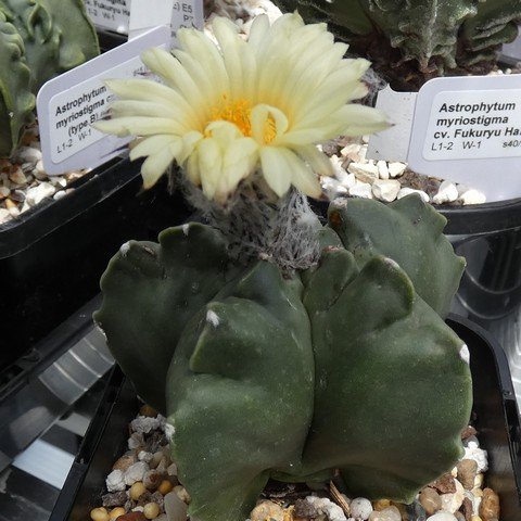 Astrophytum myriostigma var nudum 01 23010501.JPG