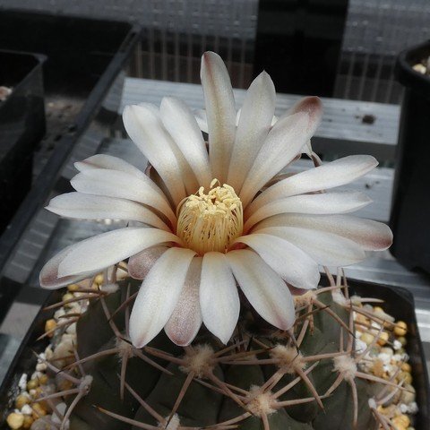 Gymnocalycium hossei var nidulans 01 23010502.JPG