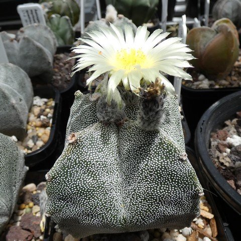 Astrophytum myriostigma var quadricostatum 04 23010501.JPG