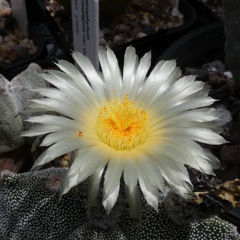 Astrophytum myriostigma var quadricostatum 04 23010502.JPG