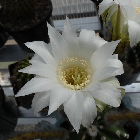 Echinopsis subdenudata 01 23010502.JPG