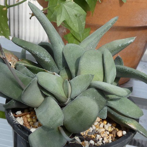 Gasteria glomerata 01 23010501.JPG