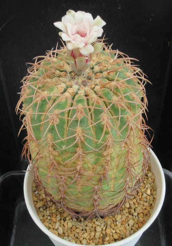 G. spegazzinii v loricatum